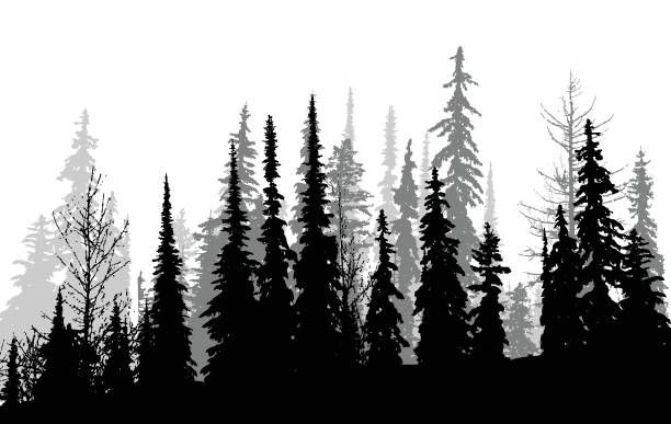 kanadische pines - winter landscape canada branch stock-grafiken, -clipart, -cartoons und -symbole