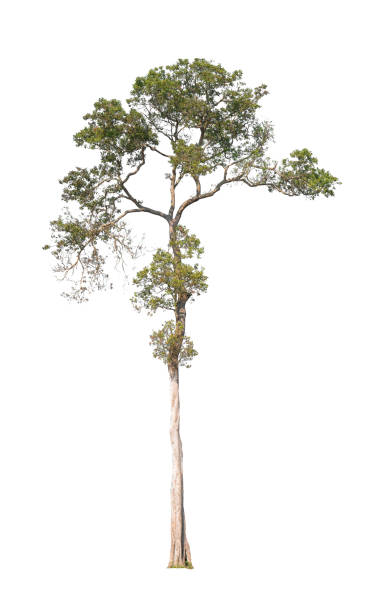 istock Green Tree isolated at on white background of file with Clipping Path 921486196