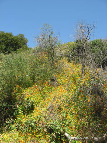istock California poppies 921486348