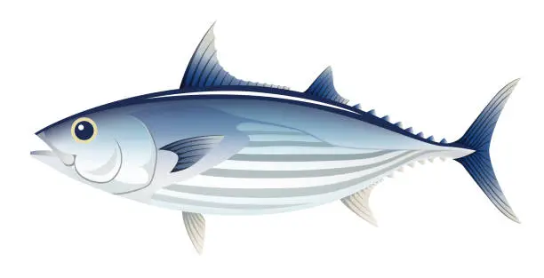 Vector illustration of The bonito, isolated on the white background.