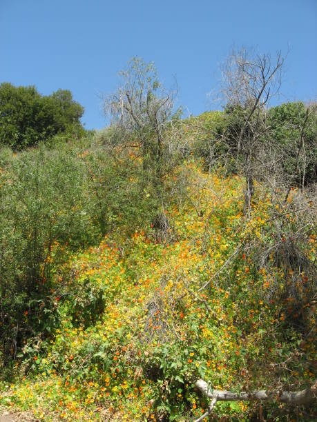 istock California poppies 921486356