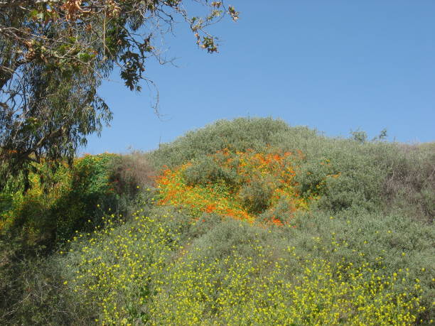 istock California poppies 921486368