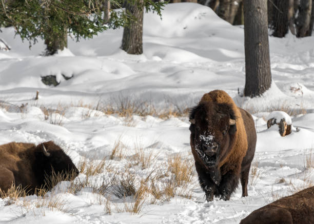 istock Snowy-Nose Buffalo Standing Straight 921491080