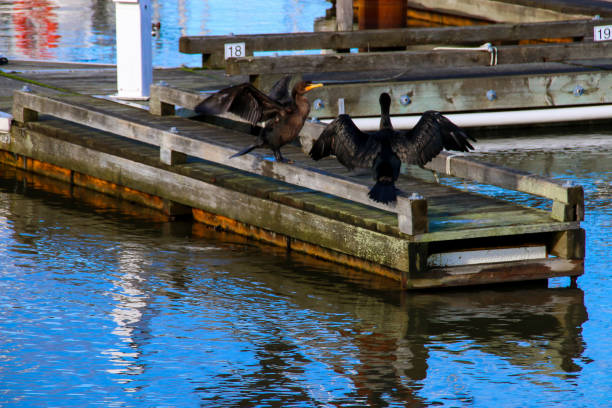 istock Cormorant Birds in Action 921491462