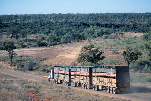 istock Road train in  North Queensland 921500918