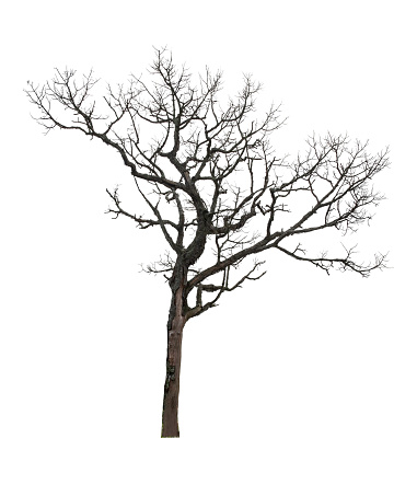 Dry tree isolated at on white background of file with Clipping Path .