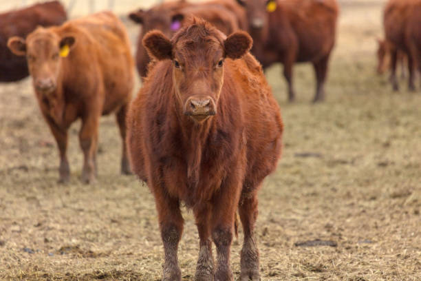 istock Beef Cattle - Western Colorado Livestock 921501362