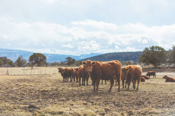 istock Beef Cattle - Western Colorado Livestock 921502622