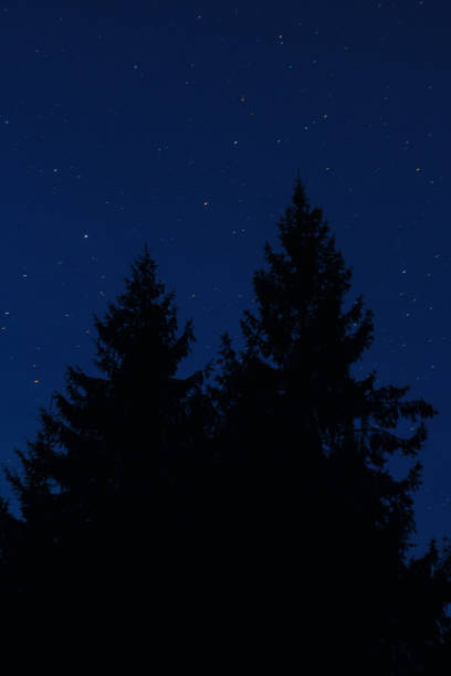 istock Fir trees against the background of the starry sky 921503592