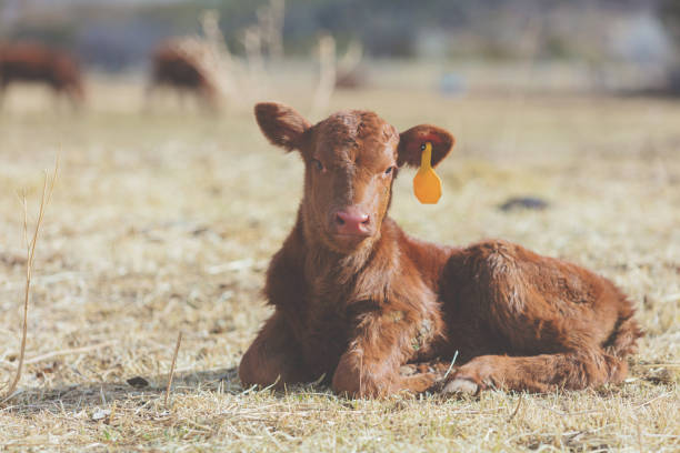 Cattle Calving Season young baby calf Saskatchewan Prairie