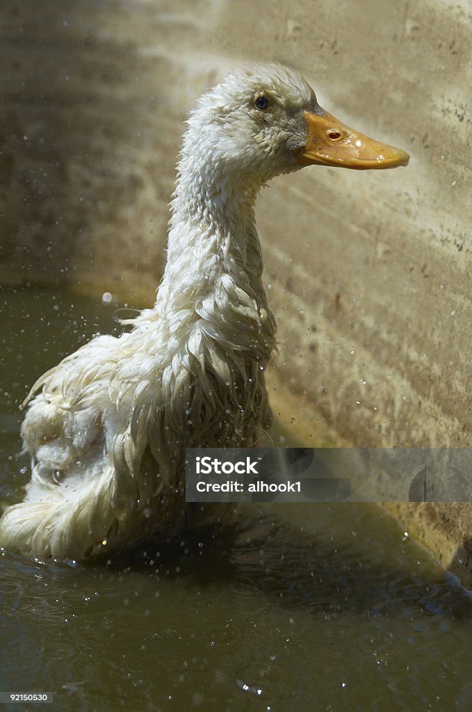 goose in bath  Bathtub Stock Photo