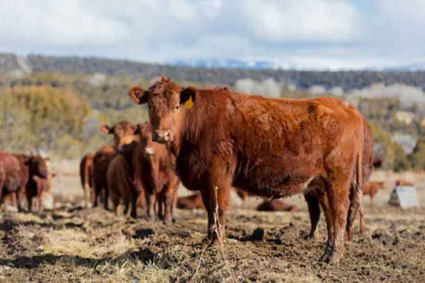 istock Beef Cattle - Western Colorado Livestock 921506674