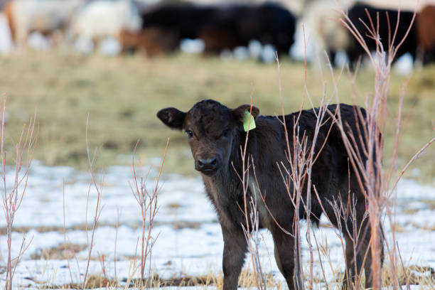 Red Angus, Black Angus and Longhorn Beef Cattle bulls cows and calves in western Colorado high altitude livestock herds in the Rocky Mountains on the Grand Mesa during calving season in grass and alfalfa pastures  (photos professionally retouched - Lightroom / Photoshop - original size 8688 x 5792 canon 5DS Full Frame) iStock Portfolio: http://bit.ly/eyecrave_istock Getty Images Portfolio: http://bit.ly/eyecrave_getty