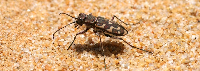 Hunting among the tiny sand grains of volcanic rocks and quartz from the San Juan Mountains, an endemic Great Sand Dunes tiger beetle pauses in the Great Sand Dunes National Park, Colorado.
