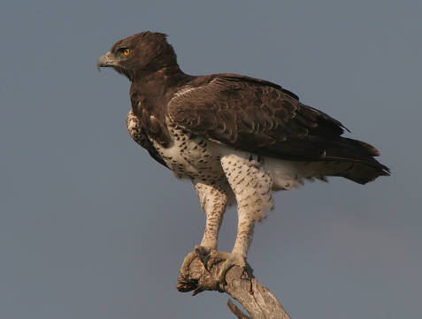 martial eagle at kruger national park, south africa