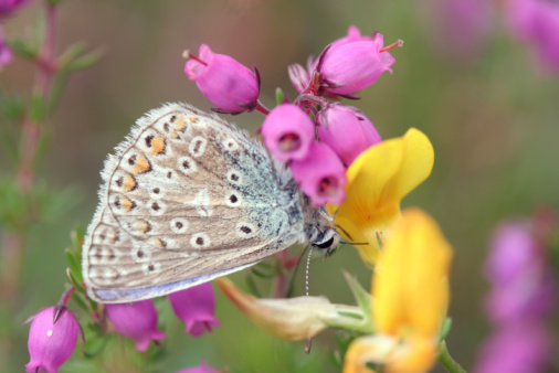 A male silver-studded blue butterfly on bell heather and bird's foot trefoil