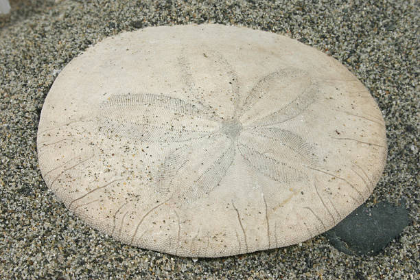 sanddollar stock photo