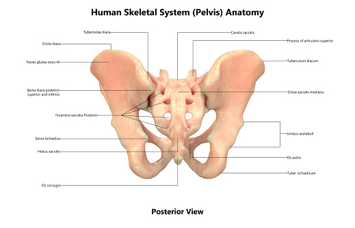 3D Illustration of Human Skeleton System Pelvis with Labels Anatomy (Posterior View)