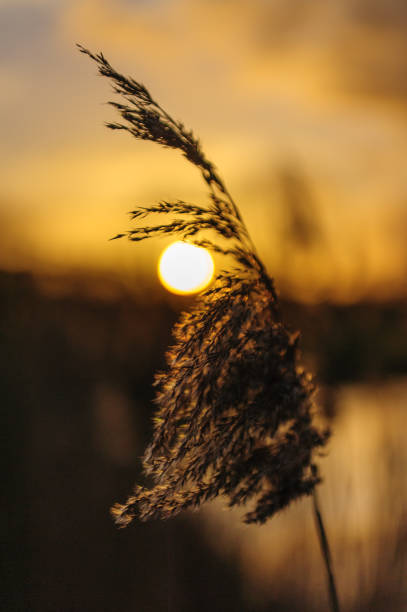 istock Late Afternoon in East Flanders 921509350