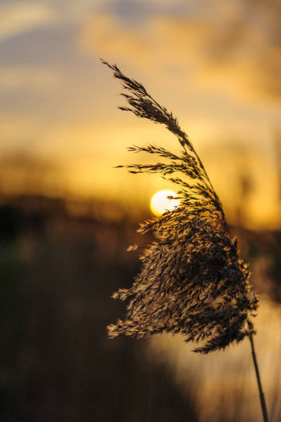 istock Late Afternoon in East Flanders 921509448
