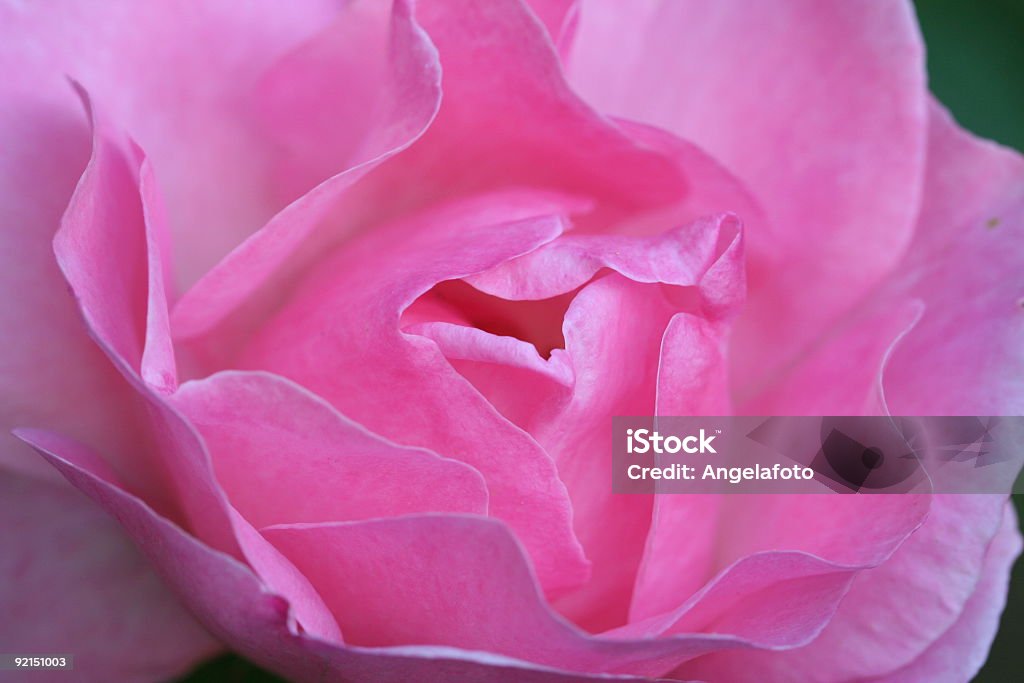 Rosa rosae - Photo de Beauté libre de droits