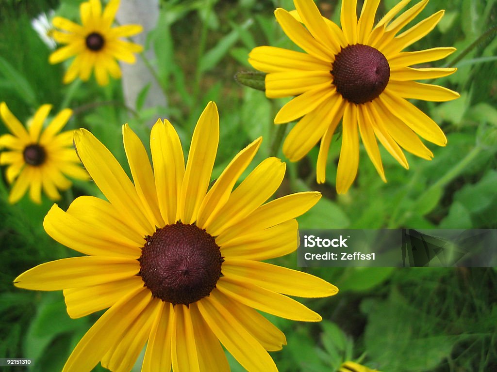 Camomiles - Foto de stock de Amarelo royalty-free