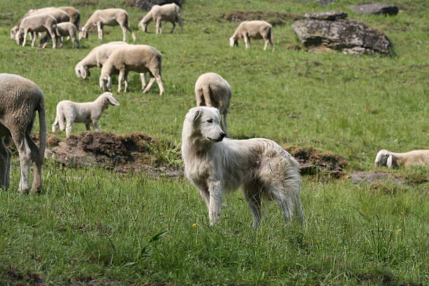 shepheard  meek as a lamb stock pictures, royalty-free photos & images