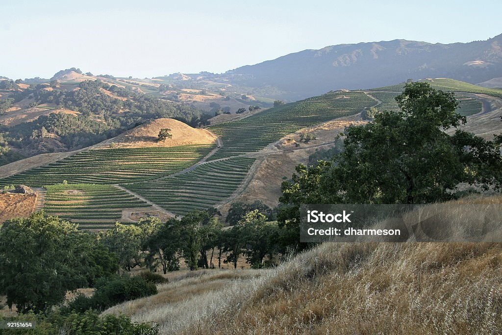 Viñedos del Valle de Napa - Foto de stock de Color - Tipo de imagen libre de derechos