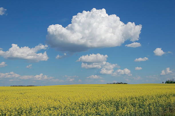 istock Canola Field with Vivid Blue Sky 92151774