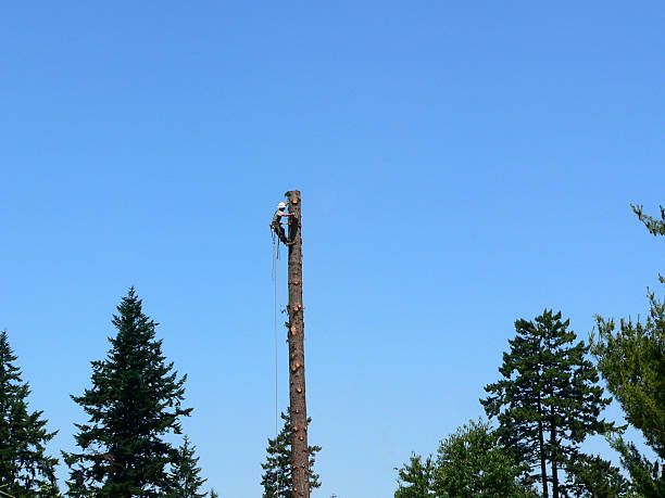 Lumberjack on a tall tree. stock photo