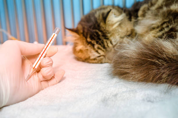 un chat dort avec de la fièvre, a vérifié la température avec thermomètre dans le petit hôpital vétérinaire ou une clinique vétérinaire. le chat a été traité par des fluides intraveineux et ains médicaments. - illness domestic cat headache animal photos et images de collection