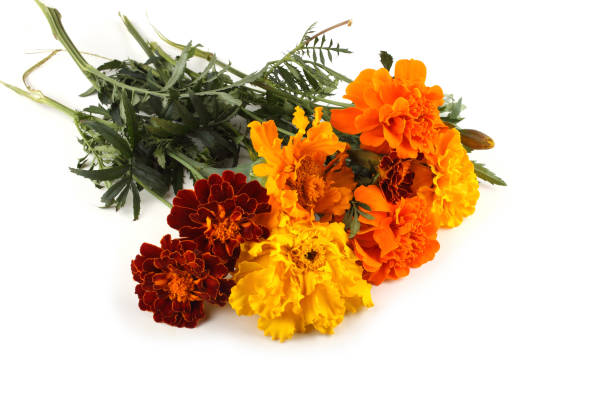 istock Yellow and orange marigolds 921518832