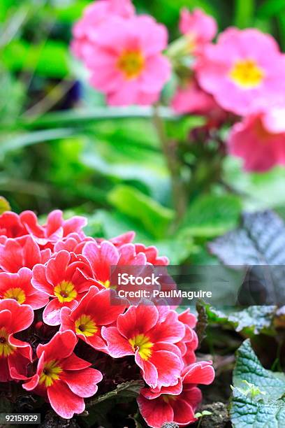 Primroses Stockfoto und mehr Bilder von Gartenprimel - Gartenprimel, April, Baumblüte