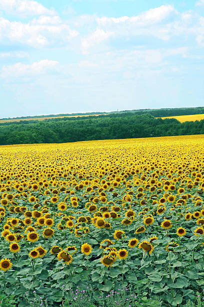 istock Field of sunflowers 92151993