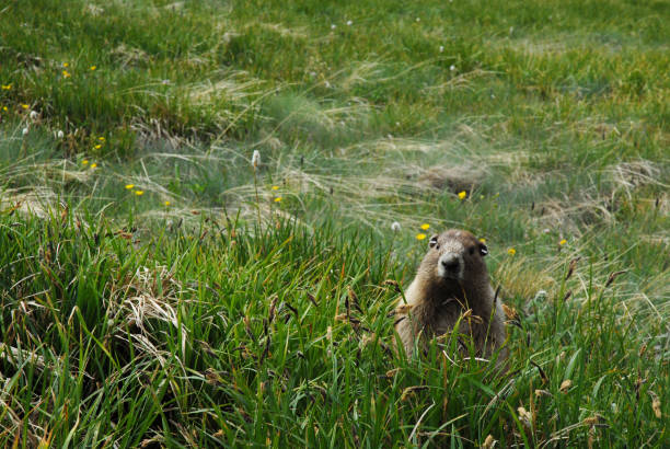 parque nacional olímpico-marmota - olympic marmot fotografías e imágenes de stock