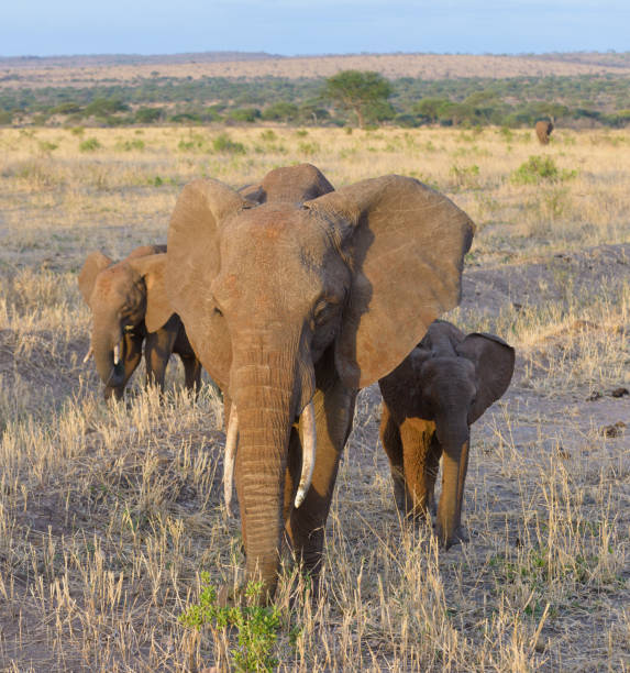 istock African Elephant family closeup 921521658