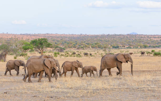 istock African Elephant herd crossing the savannah 921521660