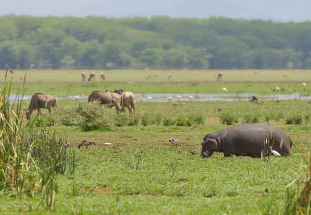 istock Animals in Lake Manyara 921521820
