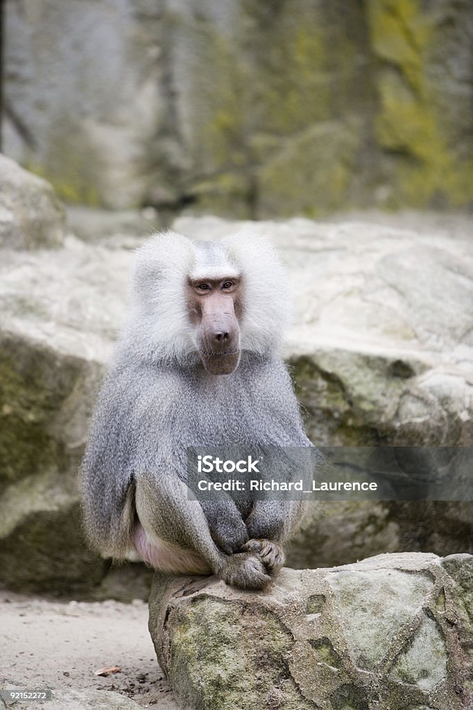 Babbuino in uno zoo - Foto stock royalty-free di Ambientazione esterna