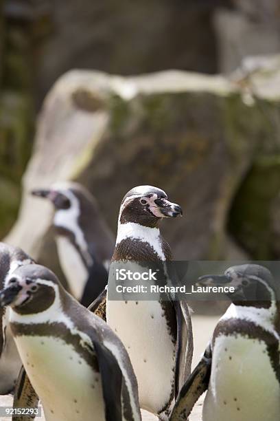 Pingwin Jakass - zdjęcia stockowe i więcej obrazów Biurowy klaun - Biurowy klaun, Chłodny, Czarno biały