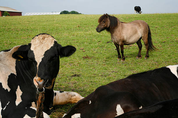 istock Calves and a horse 92152331