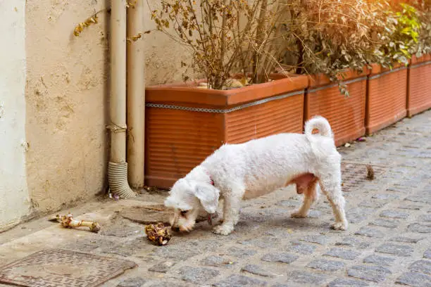 Stray dog is chewing a bone on cobblestone street of resort sity. Pet animal in resort Greek port-city Rethymno, Crete, Greece