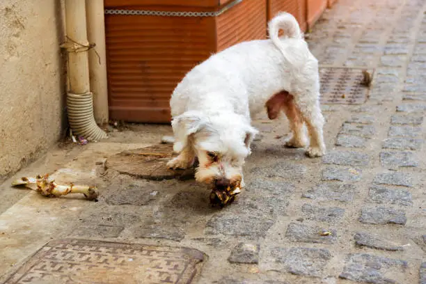 Stray dog is chewing a bone on cobblestone street of resort sity. Pet animal in resort Greek port-city Rethymno, Crete, Greece
