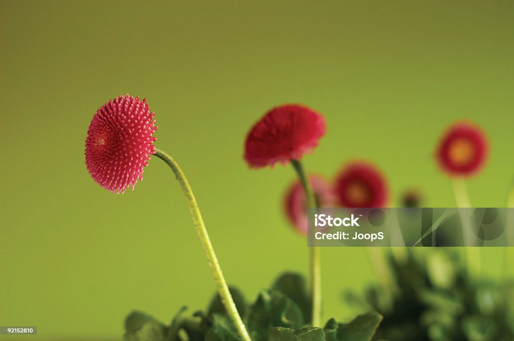 Весенний цветок - Стоковые фото Без людей роялти-фри