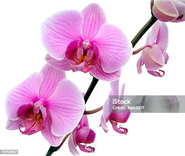 핑크 Phalaenopsis 흰색 0명에 대한 스톡 사진 및 기타 이미지 - 0명, 꽃-식물, 난과 식물