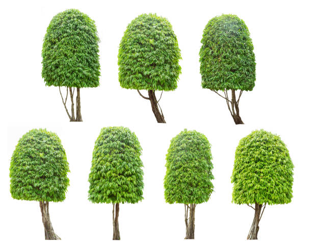 istock Green tree isolate on white background. Can be use to garden design or use any content involve tree. 921531662
