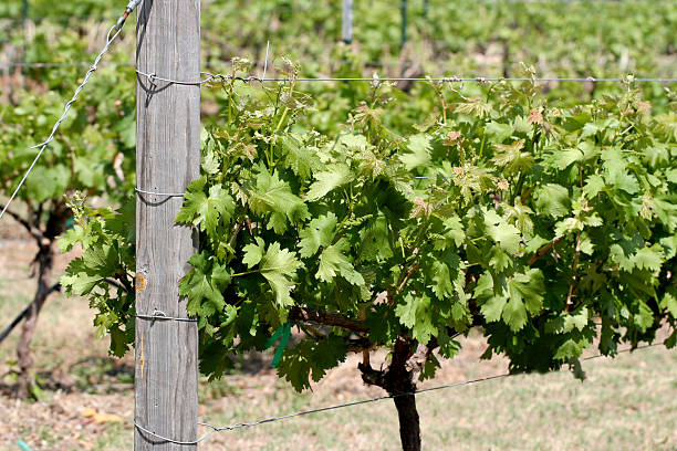 winorośl - napa valley vineyard farm cellar zdjęcia i obrazy z banku zdjęć