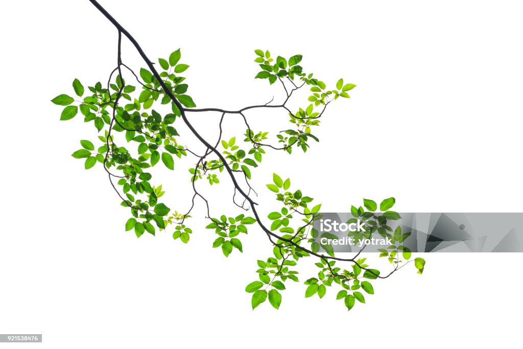 Green leaf isolated on white background Branch - Plant Part Stock Photo