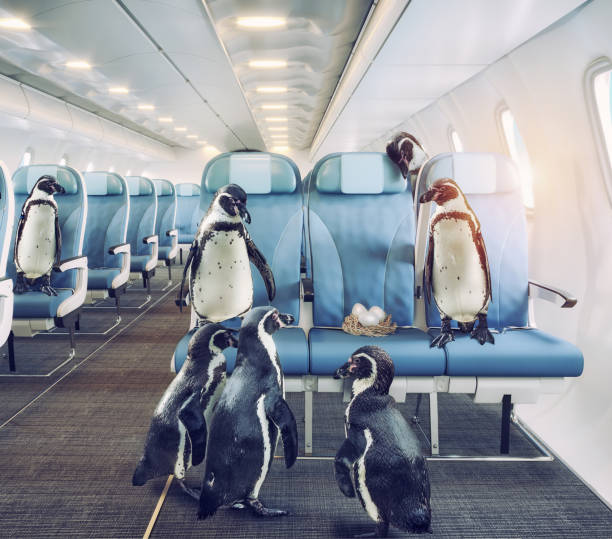 istock penguins  in the airplane cabin. 921538506