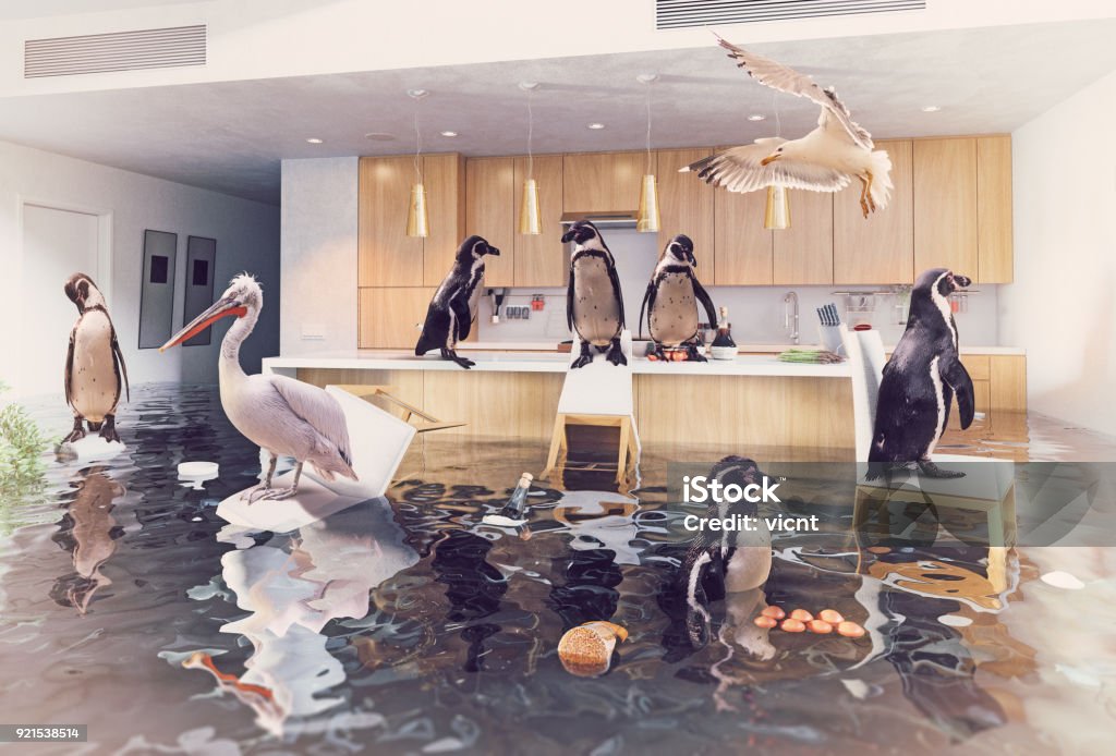 birds in the flooding kitchen ocean birds in the flooding kitchen interior. Creative media mixes concept. House Stock Photo